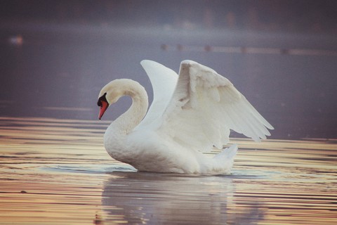 Swan❤❤