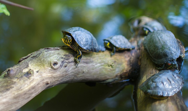 Group Of Turtles
