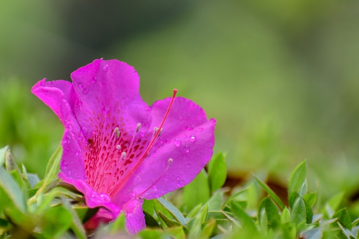 Pink blossom