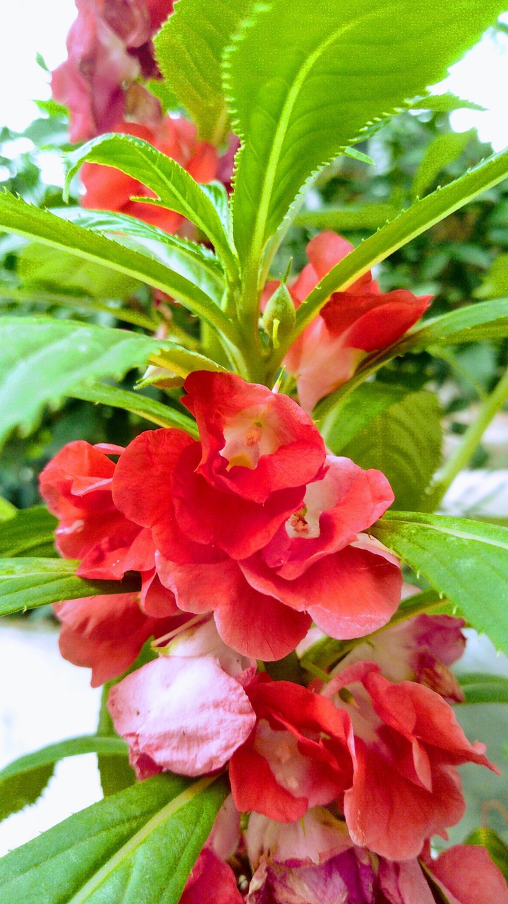 Hải Bình