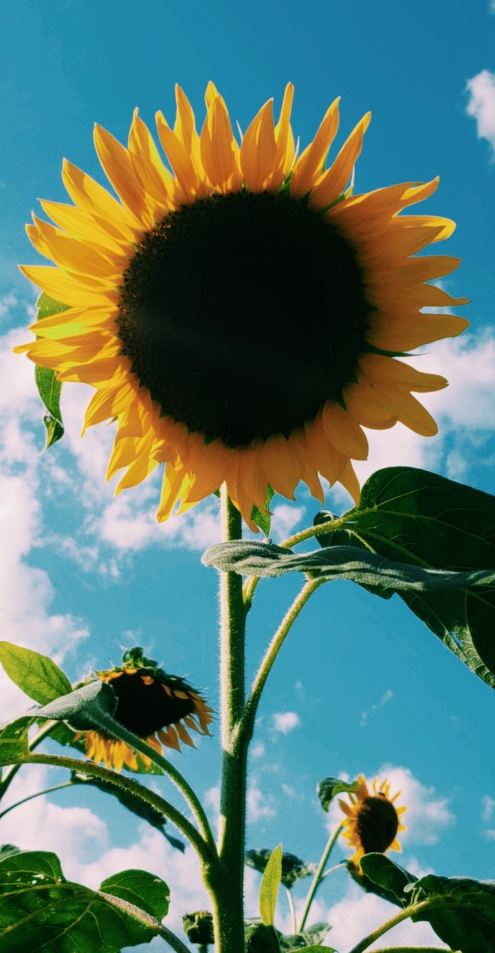 Sun on Earth