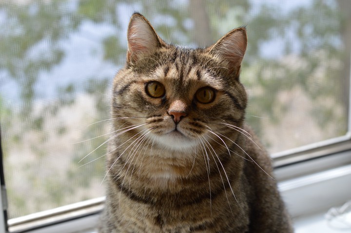 cat