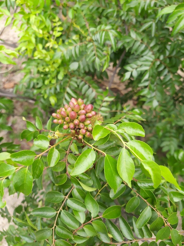 cây xào dông