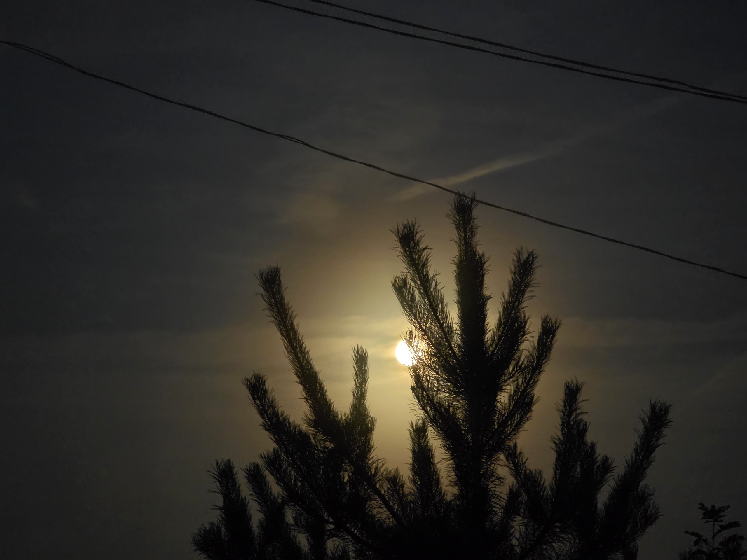Flower, Petal, Yellow