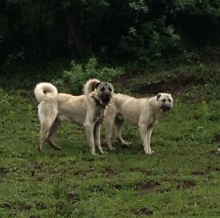 Kangal
