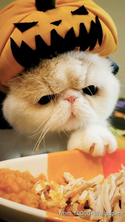 fanny cat