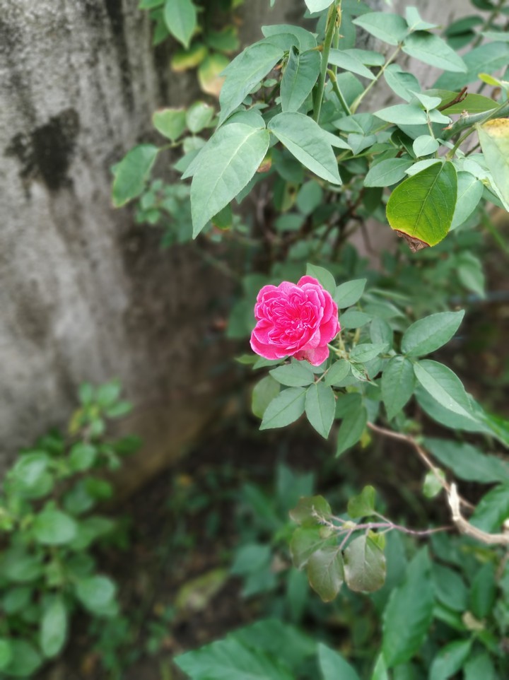 red rose