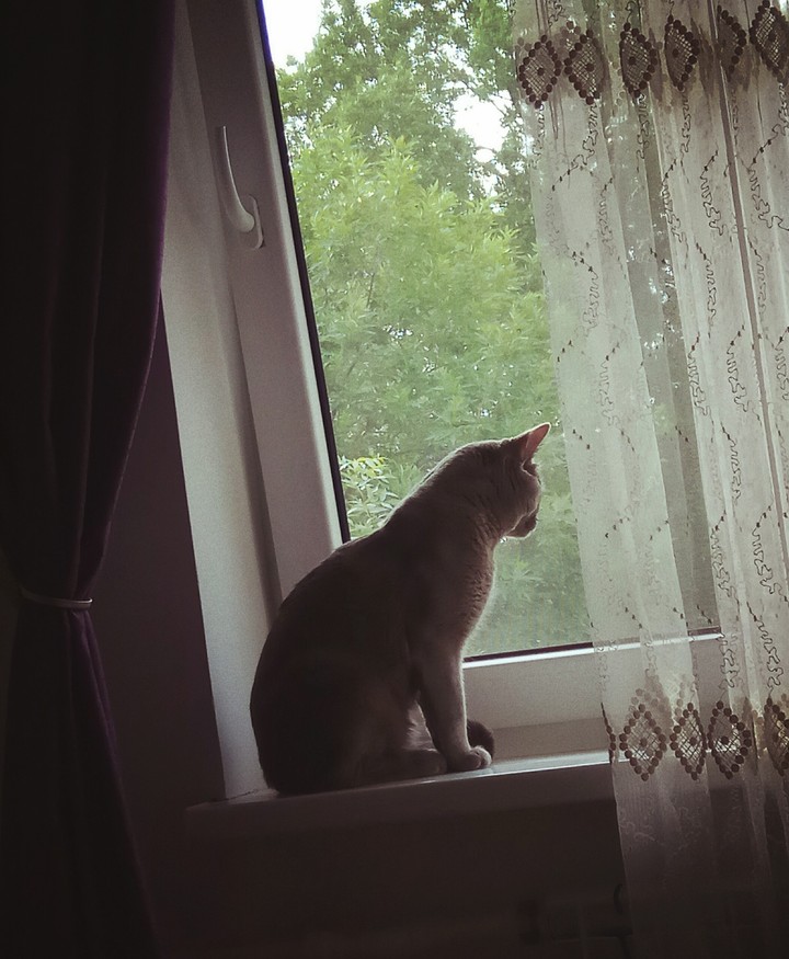 кот мечтатель. cat. window