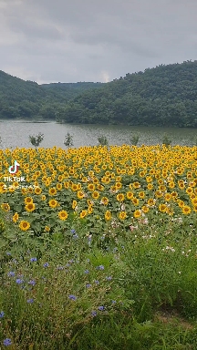 해바라기