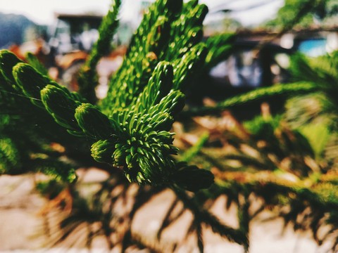 a beautiful plant