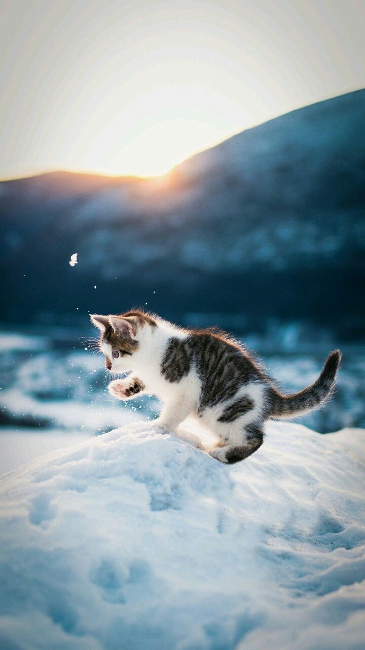 котик