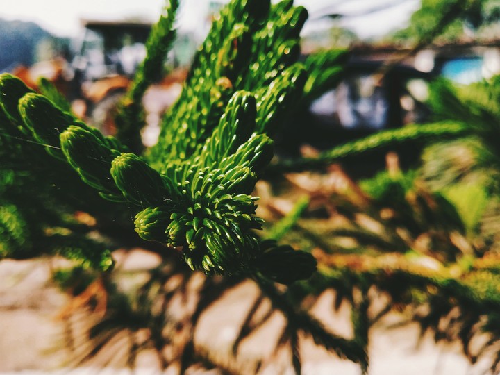 a beautiful plant