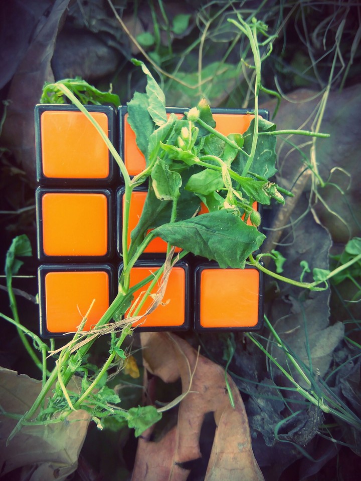 Cube in a Garden