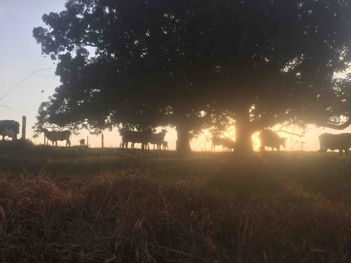 bom dia