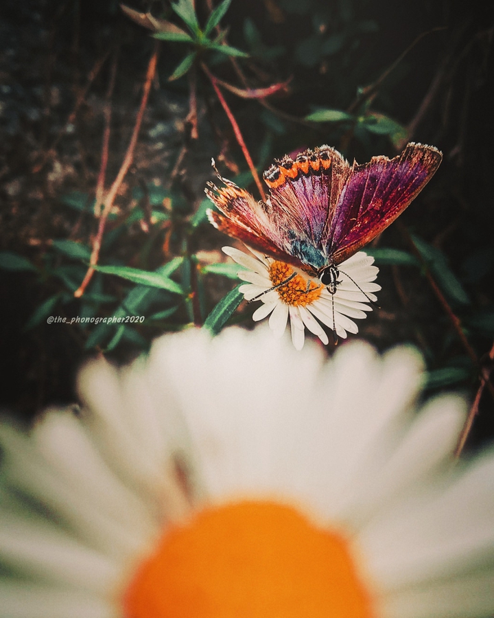 butterfly