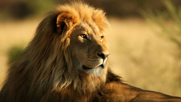 ♤ King Of the Jungle.. Lion