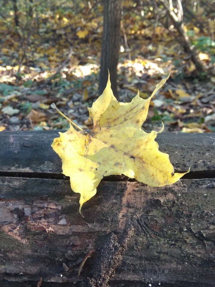 Autumn