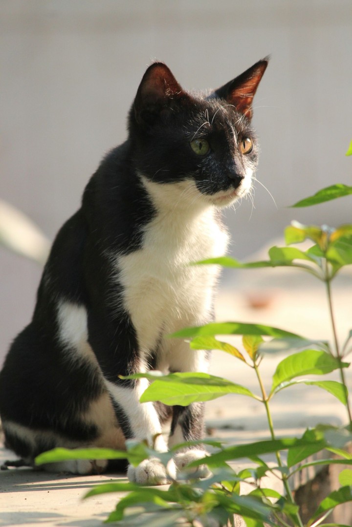Curious Cat