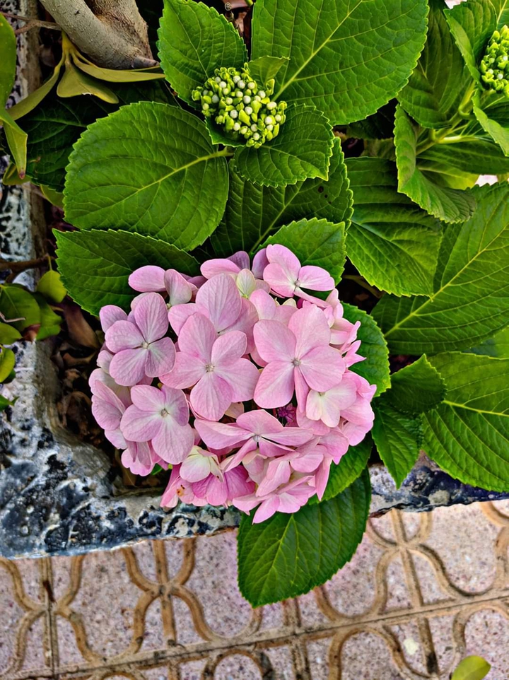 Flowers pink