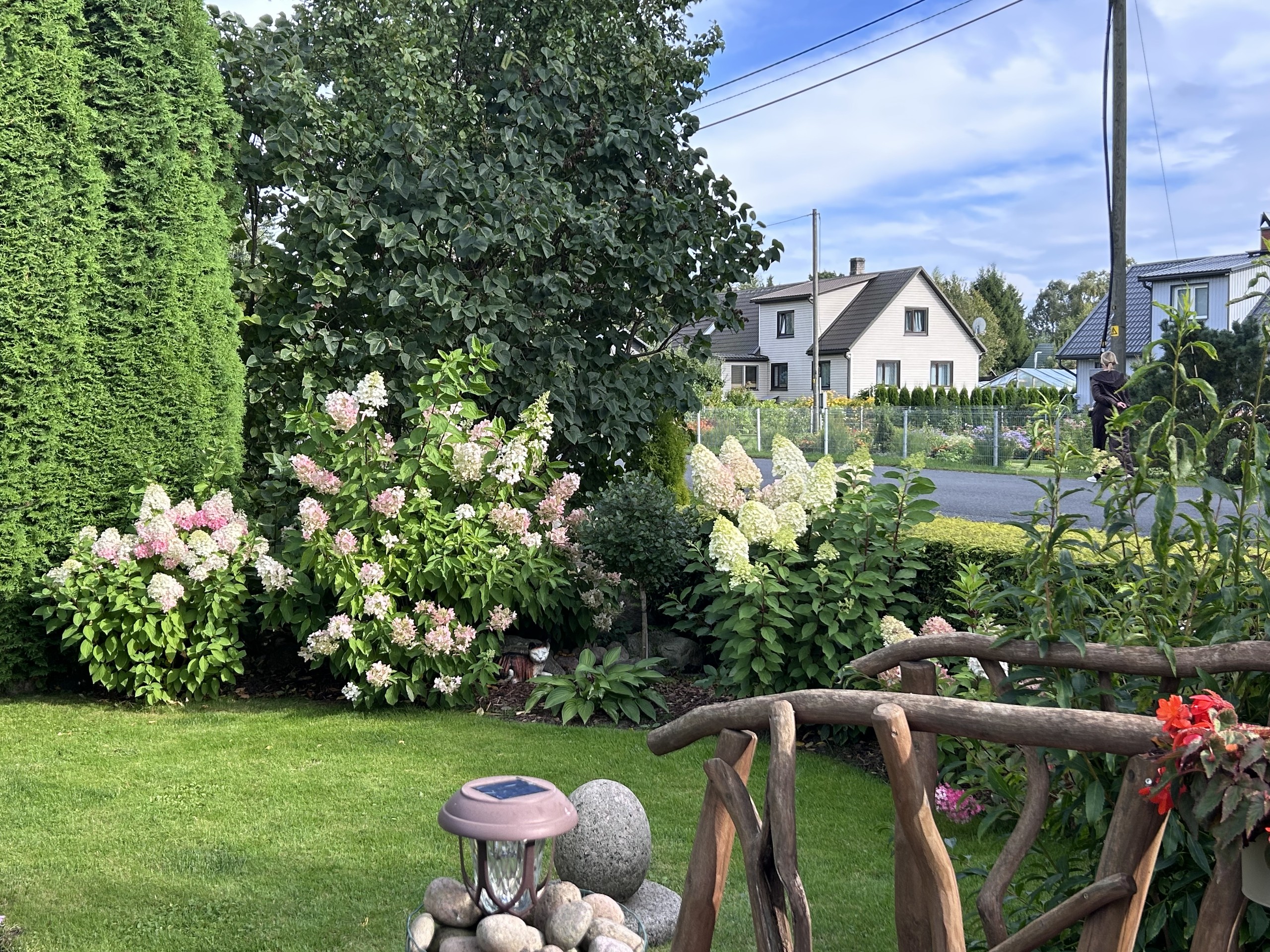 обои lawn, conifers
