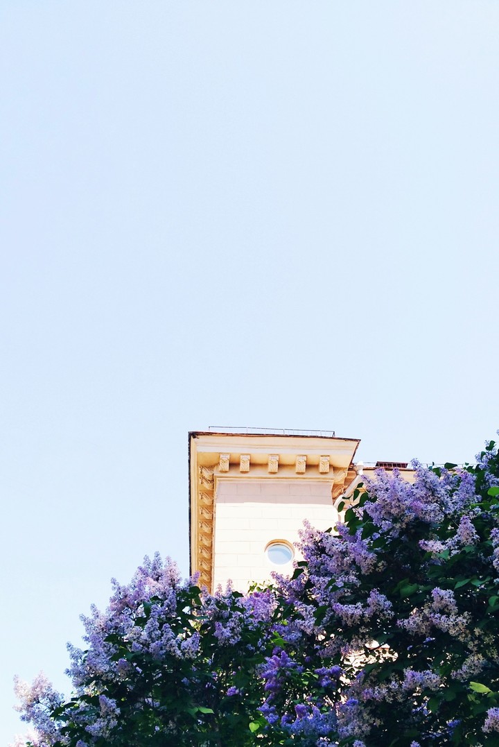 lilac