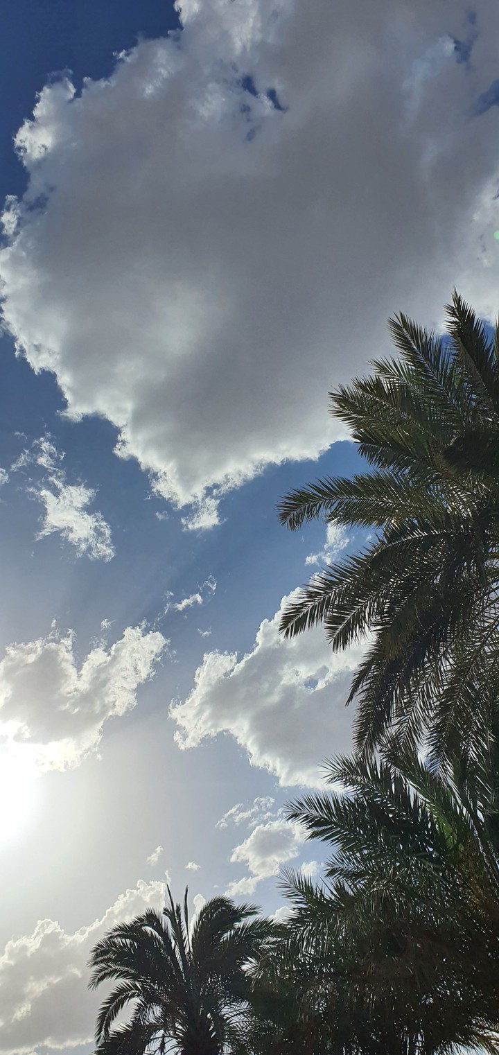 palm trees