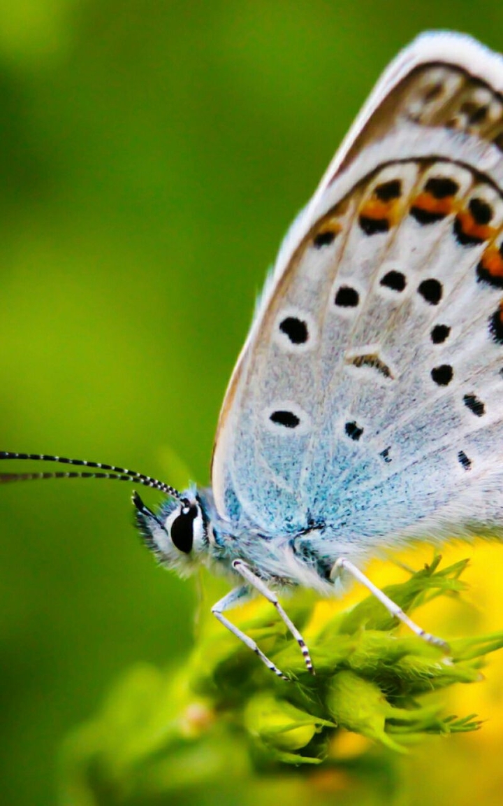 White Butterfly