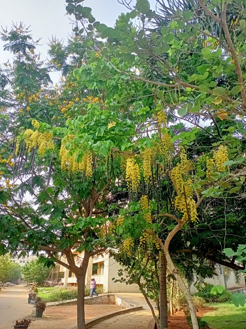 yellow love
