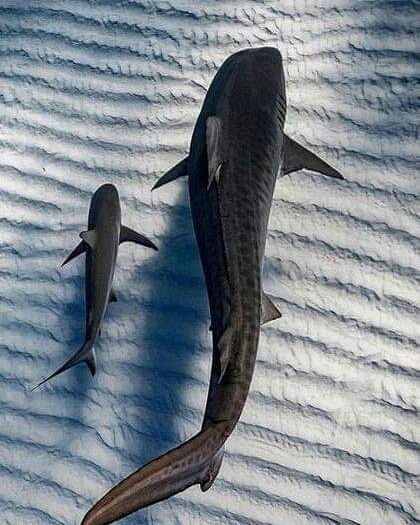 sharks