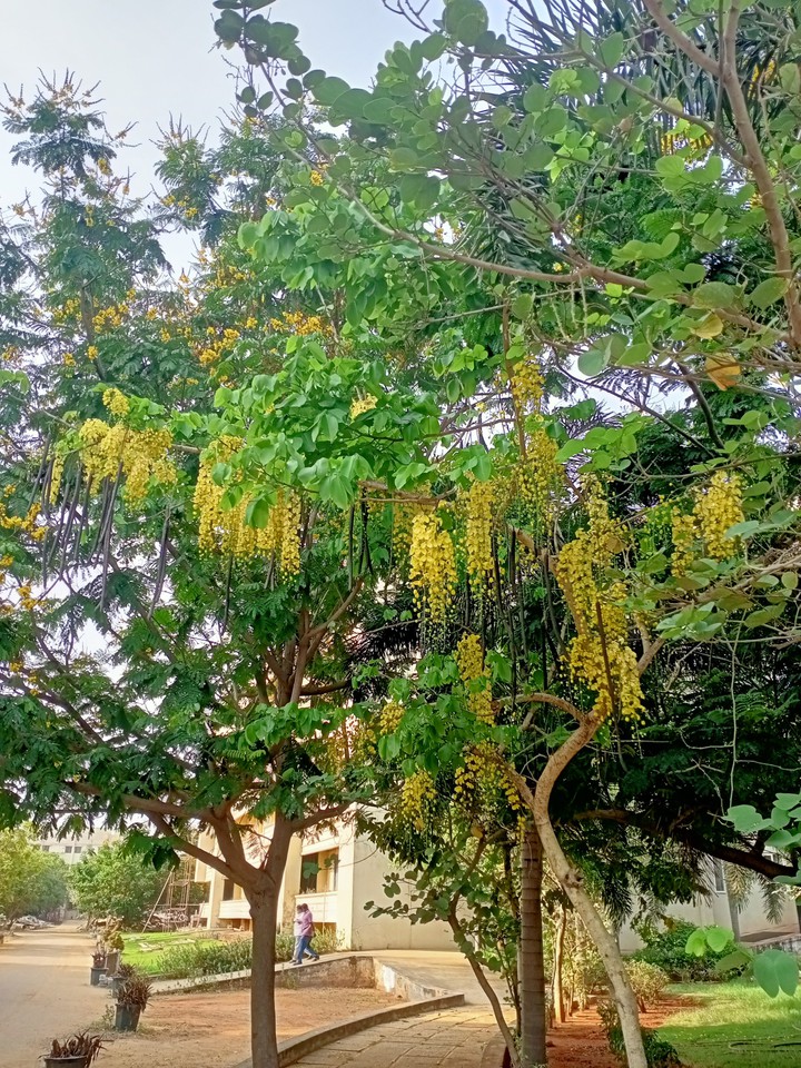 yellow love