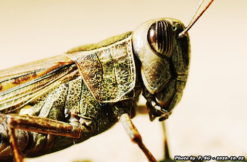 шпалери insect, cricket
