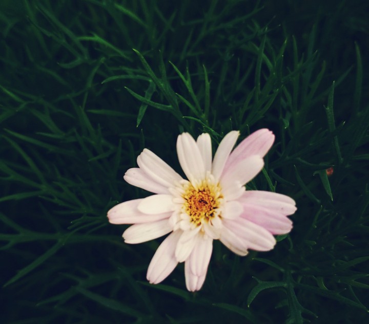 White flower