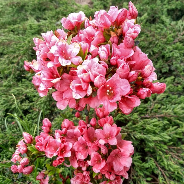 Pink flowers