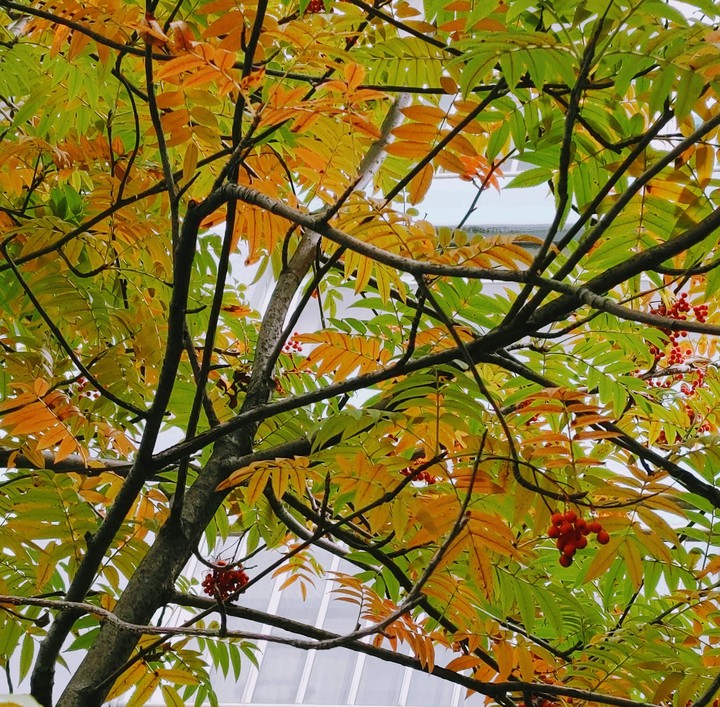 가을이야