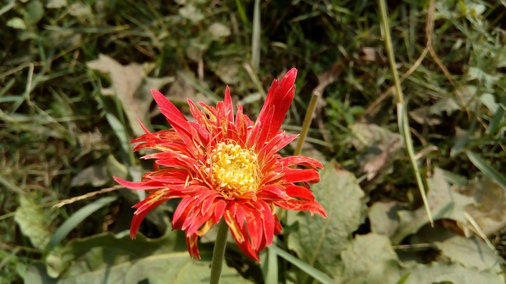 redness