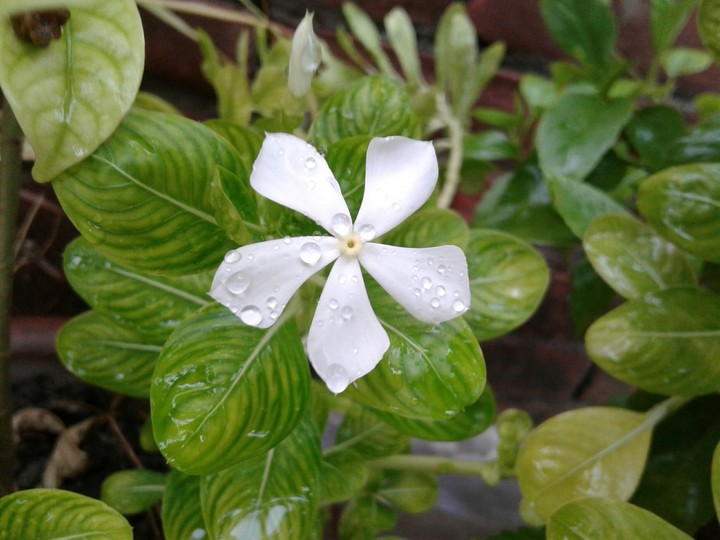 rain click