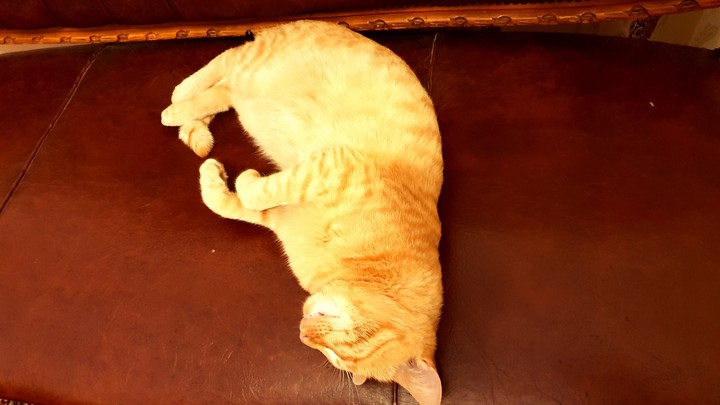 my cat
