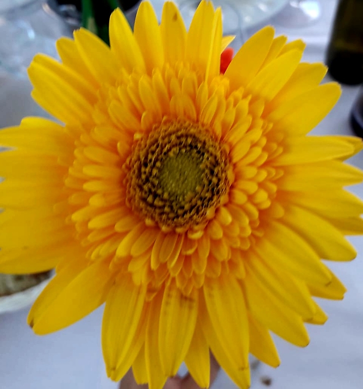 be sunflower