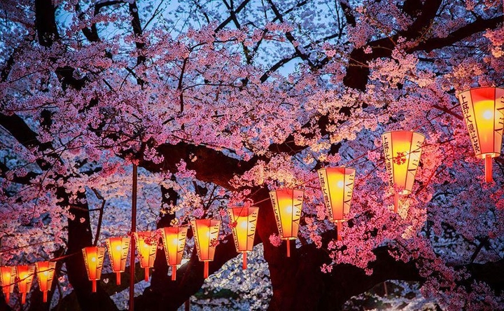 lanterns, sakura...mmm