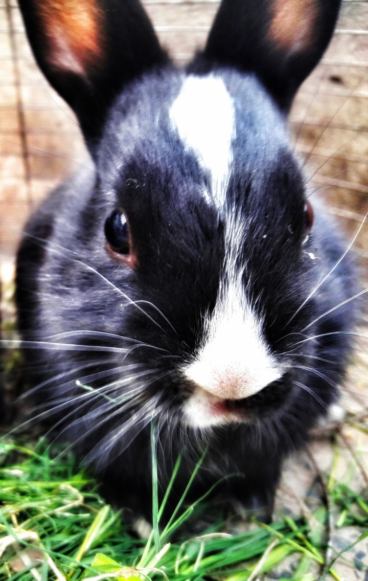 Cutey rabit