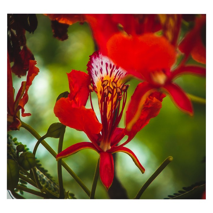 flower