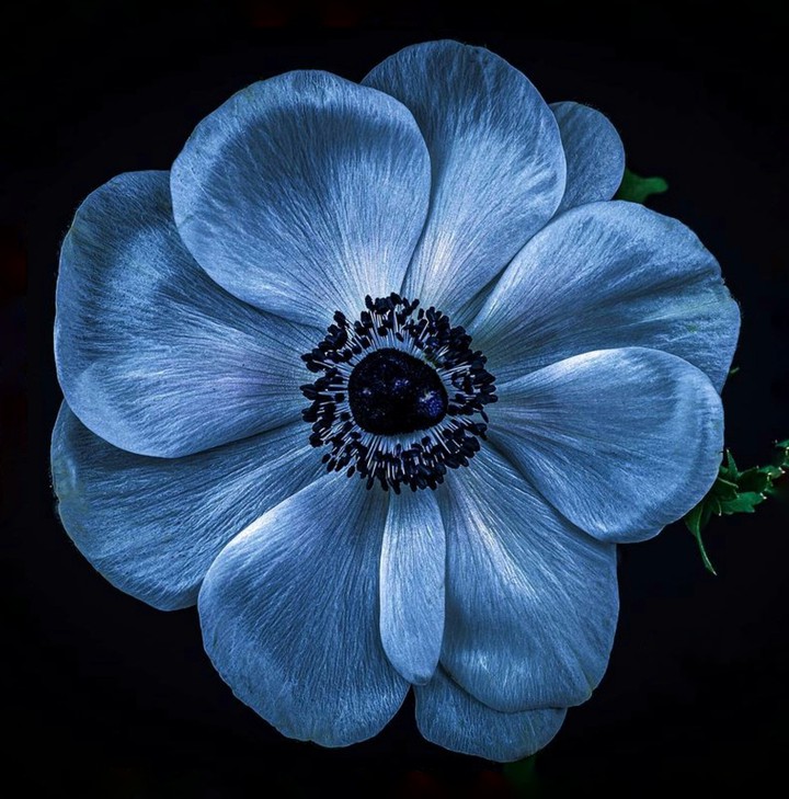 Anemone