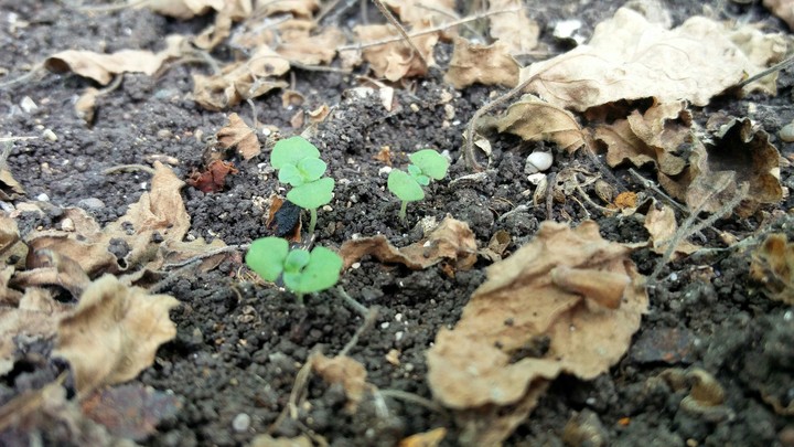 plants