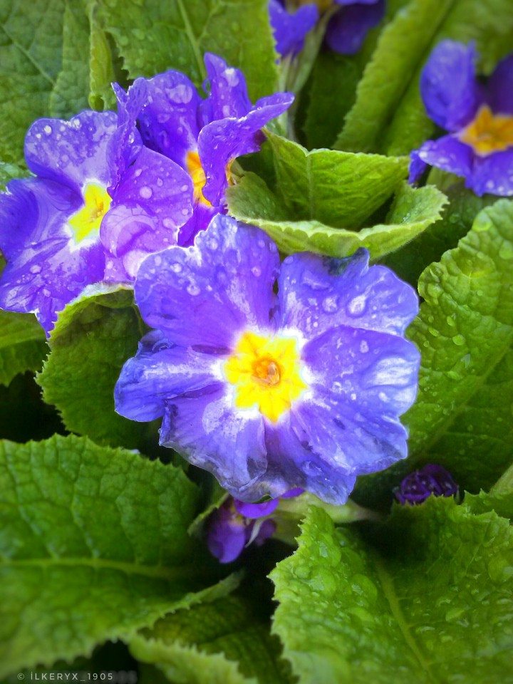 purple flowers