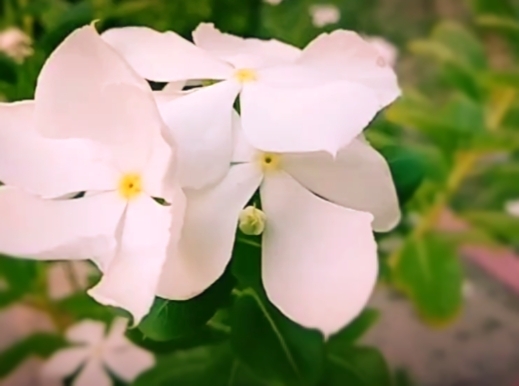 flower ❤️