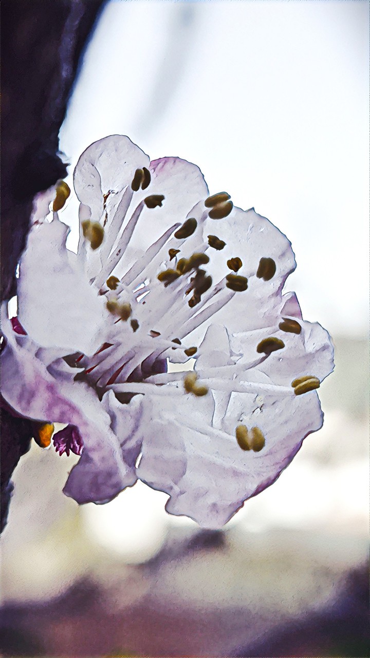 Apricot flower
