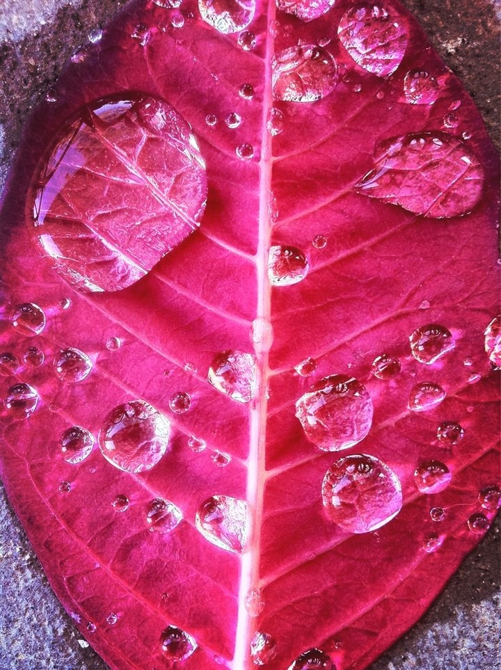 foglia rosa