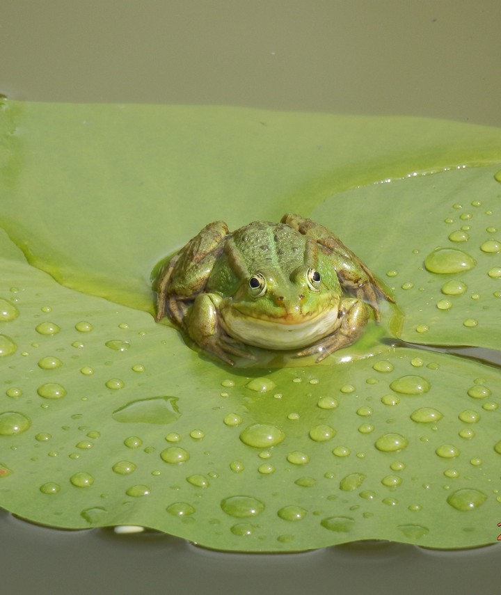Princes frog