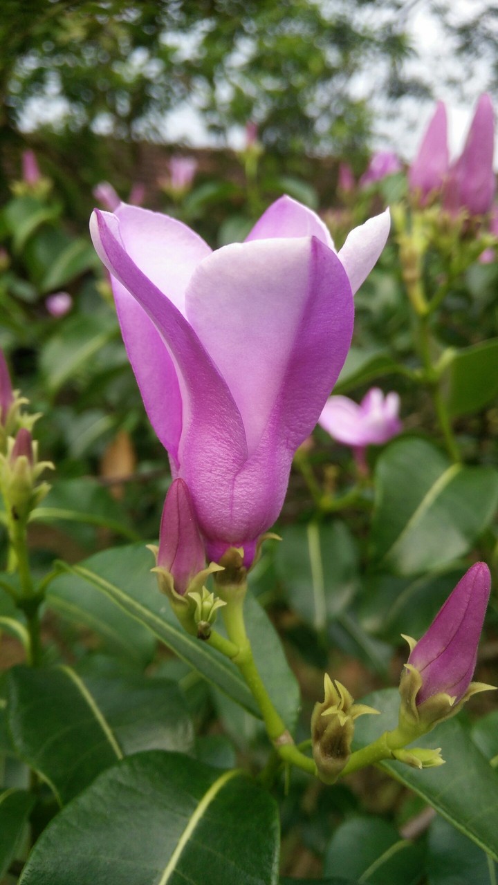 pink flower