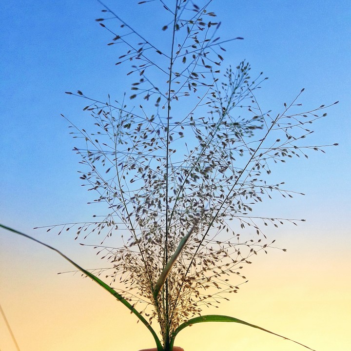 sky